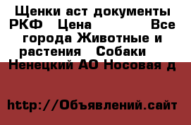 Щенки аст документы РКФ › Цена ­ 15 000 - Все города Животные и растения » Собаки   . Ненецкий АО,Носовая д.